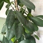 Ficus cyathistipula Blad