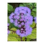 Ageratum houstonianumFlower