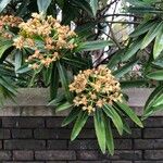 Euphorbia stygiana Hoja