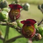 Scrophularia oblongifolia Blüte