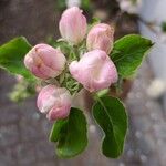 Malus domestica Leaf