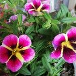 Calibrachoa parviflora Floare
