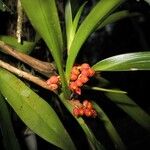 Ornithidium fulgens Outro