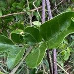 Turraea mombassana Leaf