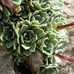 Saxifraga paniculata Blatt