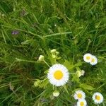 Erigeron strigosus Virág