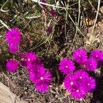 Delosperma cooperiFlower