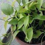 Epipremnum aureum Hoja