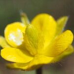 Ranunculus ollissiponensis Flower