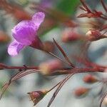 Agalinis tenuifolia Fleur
