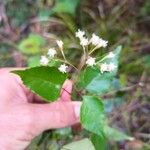 Faujasiopsis flexuosa Flor