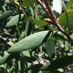 Melaleuca quinquenervia Leaf