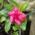 Catharanthus roseus Flower
