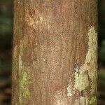 Pachira dolichocalyx Bark