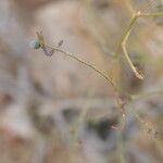 Euphorbia glanduligera