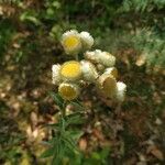 Helichrysum foetidum Fleur