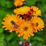 Pilosella guthnikiana Flor