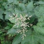 Filipendula ulmariaFlower