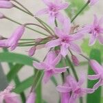 Tulbaghia simmleri Flor