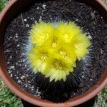 Parodia lenninghausii Fiore