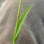 Lactuca graminifolia Leaf