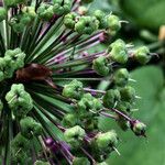 Allium ampeloprasum Fruto