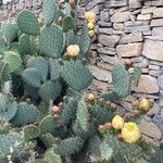 Opuntia phaeacantha 整株植物