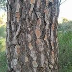 Pinus pinea Bark