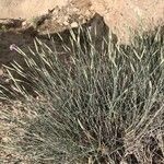 Dianthus austroiranicus Hábito