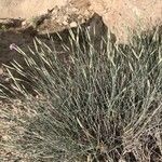 Dianthus austroiranicus Elinympäristö