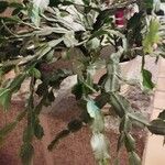 Schlumbergera bridgesii Fulla