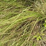 Eragrostis curvula 葉