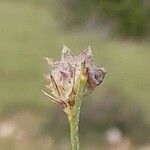 Onobrychis aequidentata 果実
