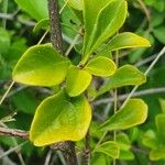 Turraea mombassana Φύλλο