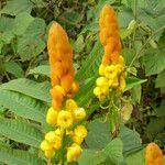 Senna alata Flower