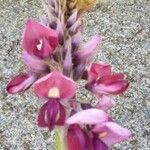 Pueraria montana Flower