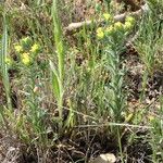 Neatostema apulum Hábito