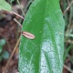 Mimulopsis glandulosa Hoja