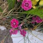 Dianthus plumariusΛουλούδι