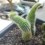 Cleistocactus winteriList