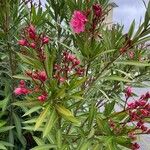 Nerium oleander Квітка
