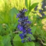 Ajuga genevensis花