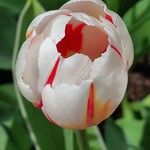 Tulipa agenensis Flower