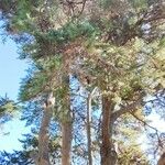 Hesperocyparis macrocarpa Συνήθη χαρακτηριστικά