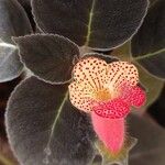 Kohleria amabilis 葉