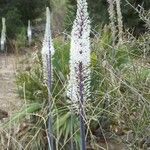 Drimia numidica Flower