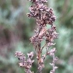 Artemisia maritima Фрукт