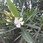Nerium oleander Цвят