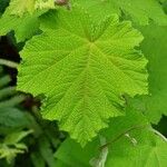 Rubus alceifolius Levél