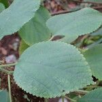 Boehmeria cylindrica Blatt